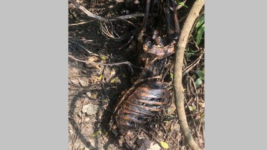 সিলেটের বিশ্বনাথে  ঝোপের ভেতরে কঙ্কাল