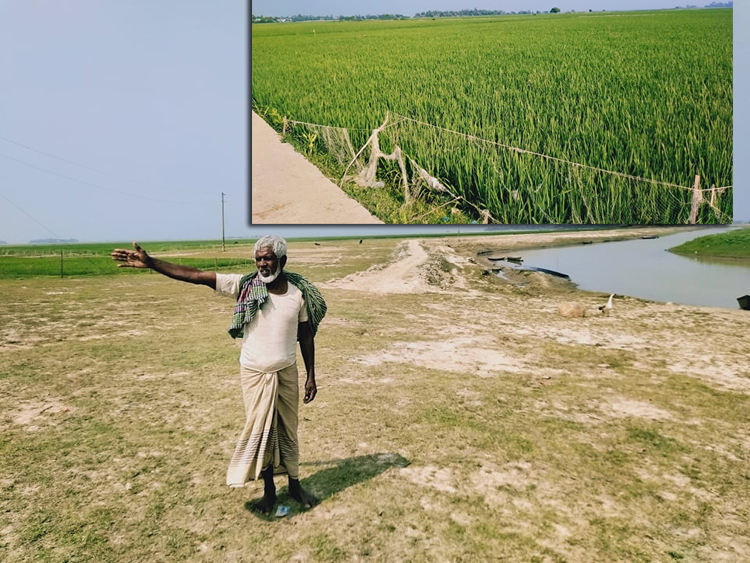 শাল্লায় বাঁধ না হওয়ায় ২হাজার হেক্টর বোরো ফসল ঝুঁকিতে 