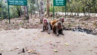 খাবারের অভাবে লোকালয়ে বানর, নজর নেই কর্তৃপক্ষের