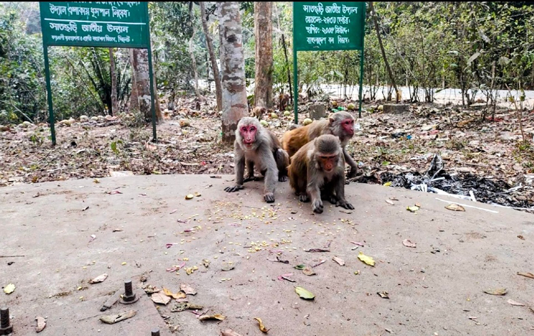 খাবারের অভাবে লোকালয়ে বানর, নজর নেই কর্তৃপক্ষের