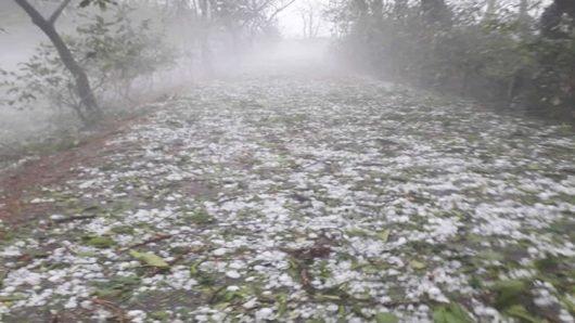 শিলাবৃষ্টিতে ফসলের ব্যাপক ক্ষতি