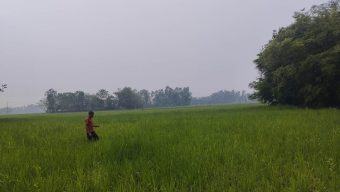 সুনামগঞ্জে কাঙ্ক্ষিত বৃষ্টিতে স্বস্তিতে বোরো চাষিরা