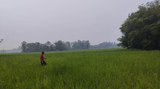 সুনামগঞ্জে কাঙ্ক্ষিত বৃষ্টিতে স্বস্তিতে বোরো চাষিরা