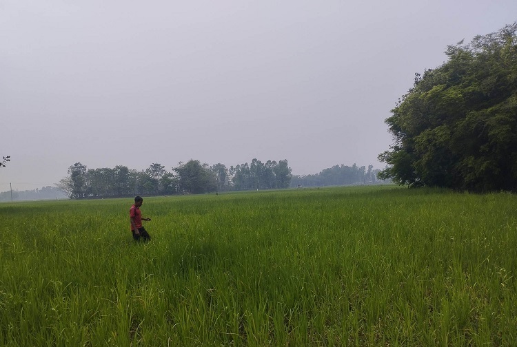 সুনামগঞ্জে কাঙ্ক্ষিত বৃষ্টিতে স্বস্তিতে বোরো চাষিরা