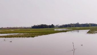 ভারী বর্ষণ ও ঢলের আভাস: সুনামগঞ্জে দ্রুত ধান কাটতে মাইকিং