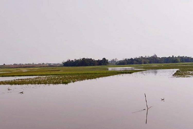 ভারী বর্ষণ ও ঢলের আভাস: সুনামগঞ্জে দ্রুত ধান কাটতে মাইকিং