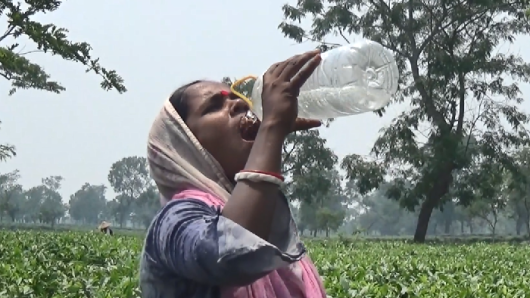 তীব্র গরমে চা বাগানে শ্রমিকদের হাঁসফাঁস