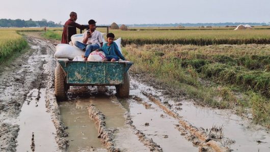 অতিভারী বৃষ্টিপাতের পূর্বাভাস : হাওরের মাঠভরা ধান নিয়ে দুশ্চিন্তায় শাল্লার কৃষক