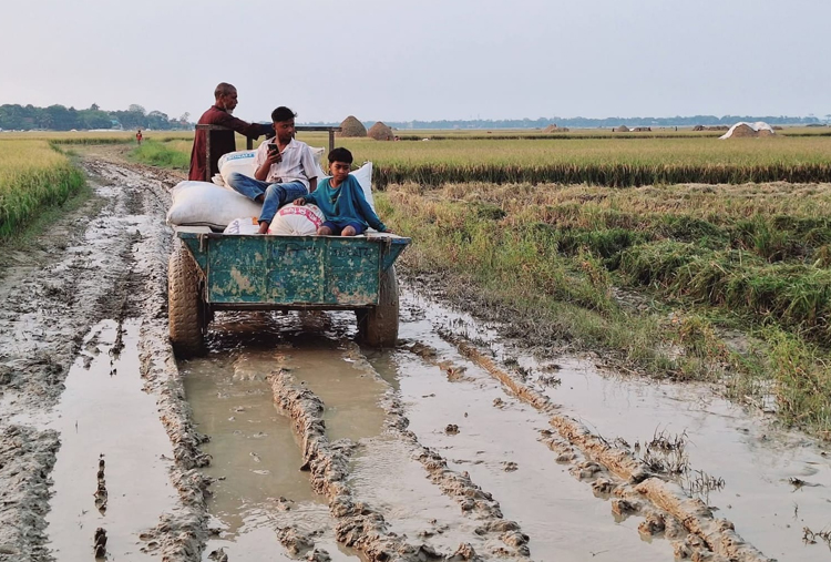 অতিভারী বৃষ্টিপাতের পূর্বাভাস : হাওরের মাঠভরা ধান নিয়ে দুশ্চিন্তায় শাল্লার কৃষক