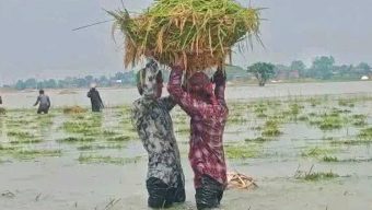 শাল্লায় বন্যার হাহাকার: ফসলহারা কৃষকের আহাজারিতে ভারী সুনামগঞ্জের আকাশ