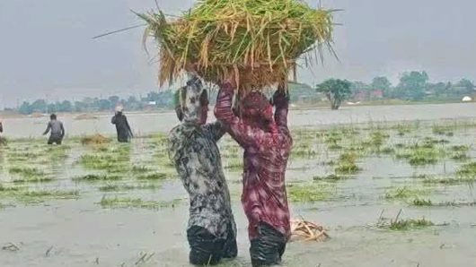 শাল্লায় বন্যার হাহাকার: ফসলহারা কৃষকের আহাজারিতে ভারী সুনামগঞ্জের আকাশ