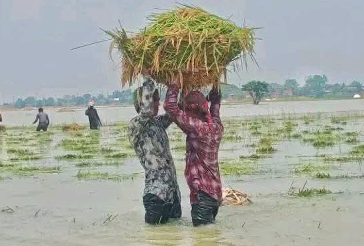 শাল্লায় বন্যার হাহাকার: ফসলহারা কৃষকের আহাজারিতে ভারী সুনামগঞ্জের আকাশ