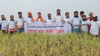 শাল্লায় উৎসবমুখর পরিবেশে বোরো ধান কাটা ও নববর্ষ উদযাপন