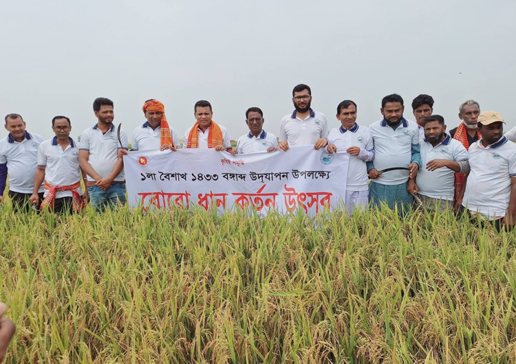 শাল্লায় উৎসবমুখর পরিবেশে বোরো ধান কাটা ও নববর্ষ উদযাপন