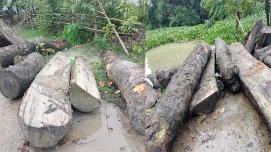 বিধিমালা তোয়াক্কা না করে স্কুলের লক্ষাধিক টাকার গাছ কাটলেন প্রধান শিক্ষক