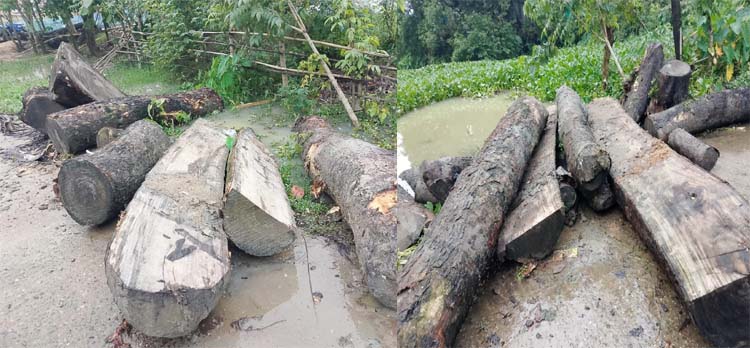 বিধিমালা তোয়াক্কা না করে স্কুলের লক্ষাধিক টাকার গাছ কাটলেন প্রধান শিক্ষক